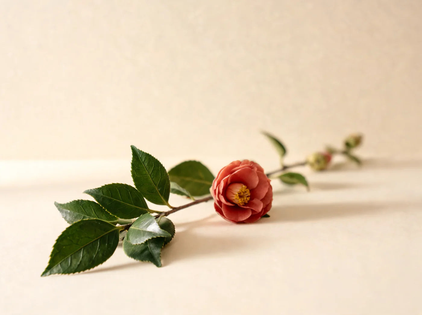 Camellia japonica branch with glossy leaves and a terracotta-red bloom