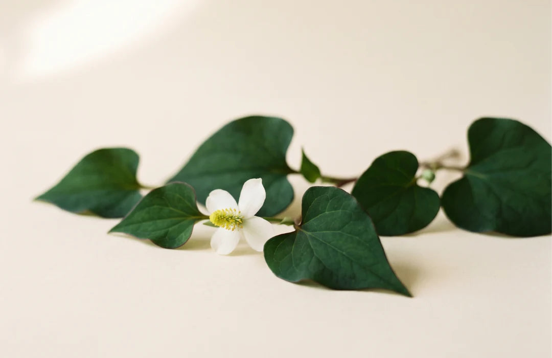 Botanical extract