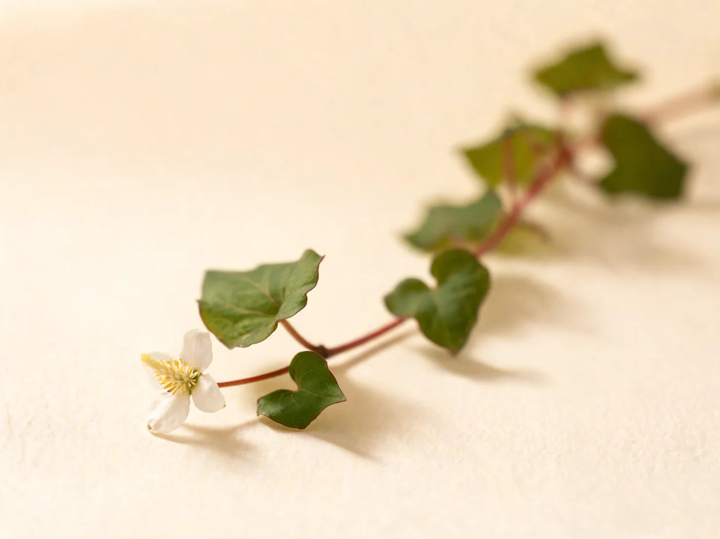 Houttuynia cordata leaves and flower