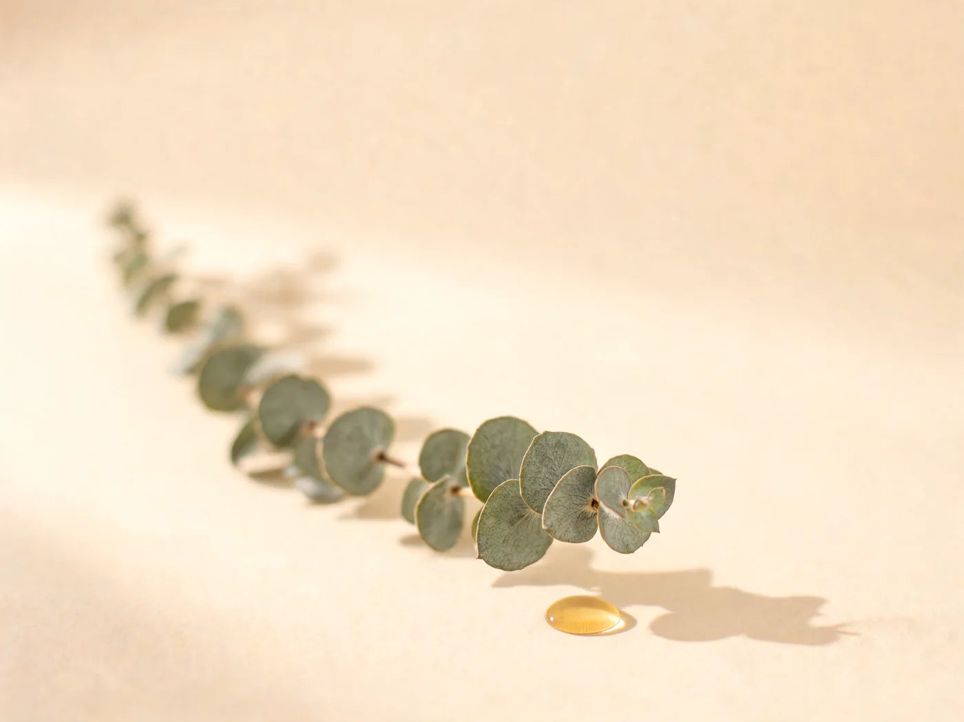 Silvery eucalyptus sprig with a drop of golden oil