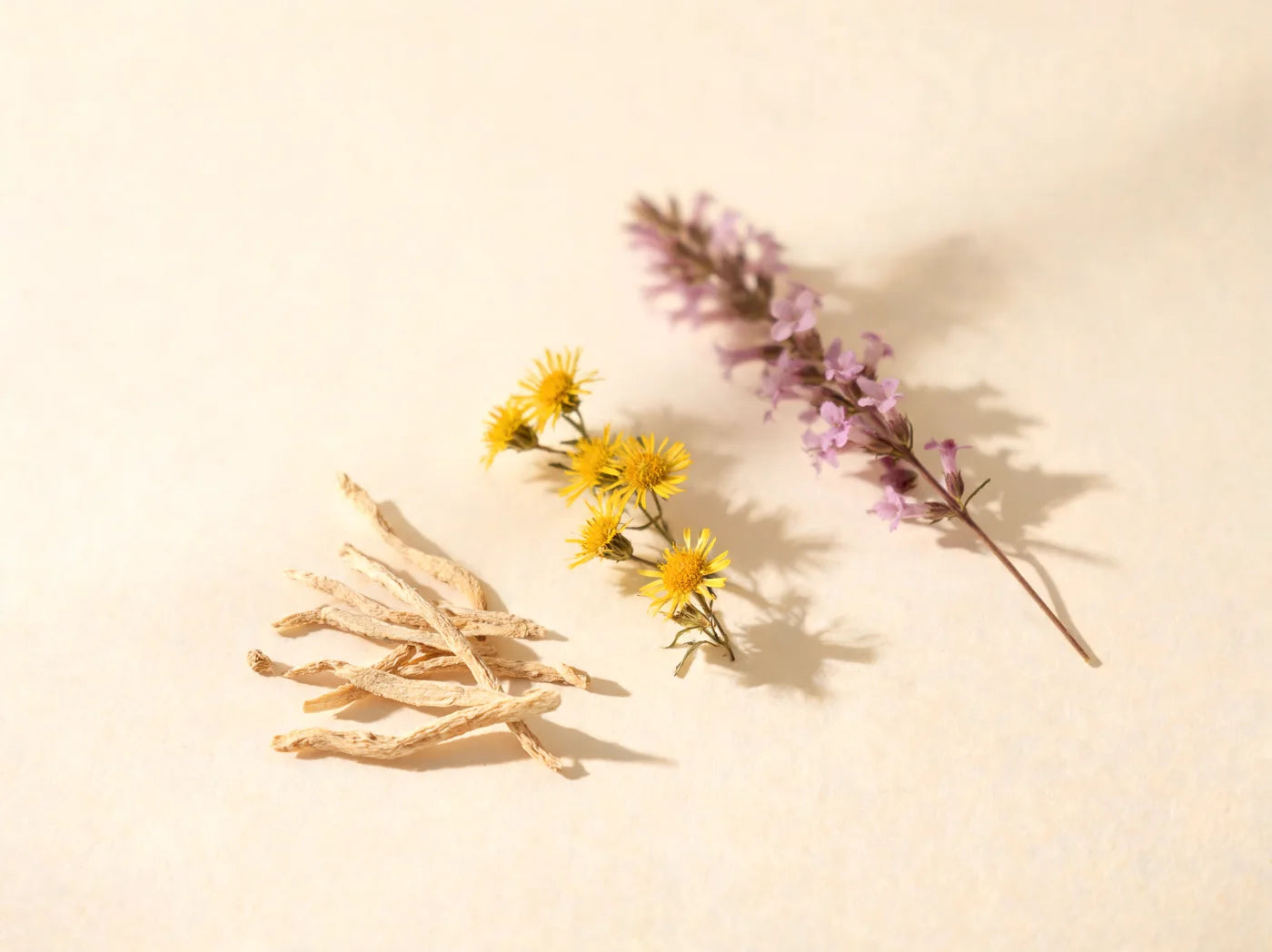 Dried cynanchum root, inula flowers and loosestrife spike side by side